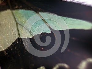 Macro photo of a butterfly wing