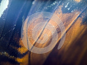 Macro photo of a butterfly wing