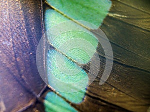 Macro photo of a butterfly wing