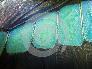 Macro photo of a butterfly wing