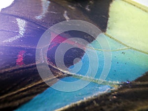 Macro photo of a butterfly wing