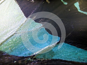 Macro photo of a butterfly wing