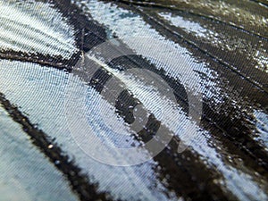 Macro photo of a butterfly wing