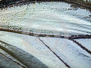 Macro photo of a butterfly wing