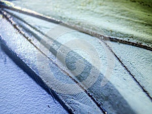 Macro photo of a butterfly wing