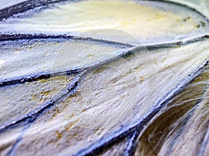 Macro photo of a butterfly wing