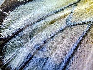 Macro photo of a butterfly wing