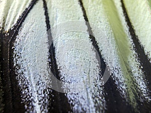 Macro photo of a butterfly wing