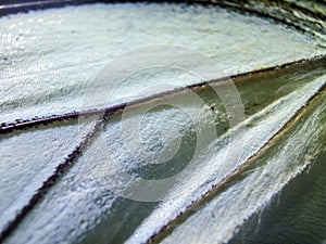 Macro photo of a butterfly wing