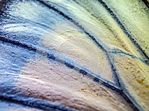 Macro photo of a butterfly wing