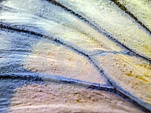 Macro photo of a butterfly wing