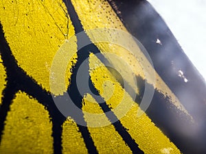 Macro photo of a butterfly wing