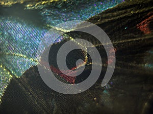 Macro photo of a butterfly wing