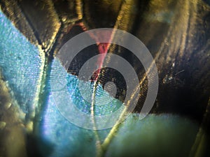 Macro photo of a butterfly wing