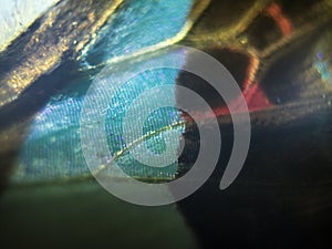 Macro photo of a butterfly wing