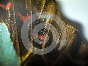 Macro photo of a butterfly wing