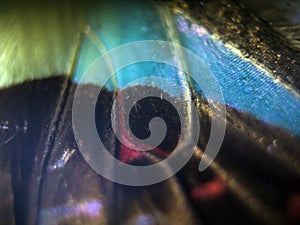 Macro photo of a butterfly wing