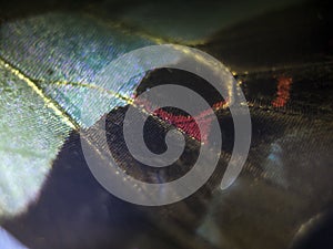 Macro photo of a butterfly wing