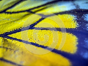 Macro photo of a butterfly wing