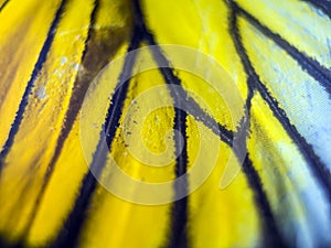 Macro photo of a butterfly wing