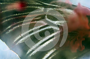 Macro photo of a butterfly wing