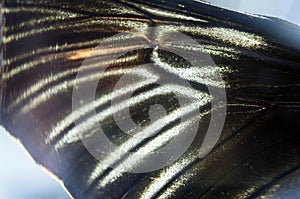 Macro photo of a butterfly wing