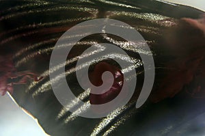 Macro photo of a butterfly wing