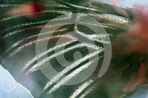 Macro photo of a butterfly wing