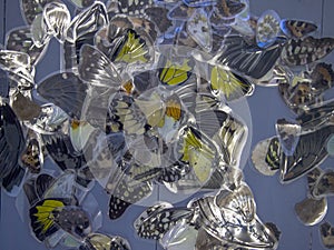 Macro photo of a butterfly wing