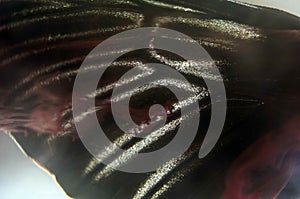 Macro photo of a butterfly wing