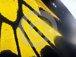 Macro photo of a butterfly wing