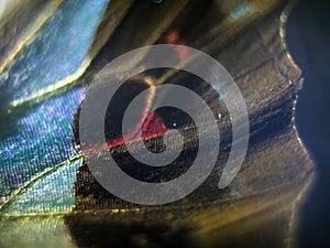 Macro photo of a butterfly wing