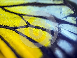 Macro photo of a butterfly wing