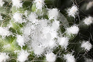 Macro photo of cactus plant. Green plant with withe flowers looks like wadding or cotton in a natural light