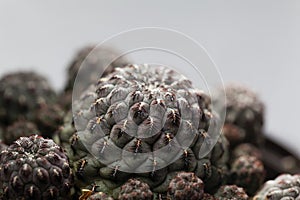 Macro photo of the cactus Rebutia canigueralli