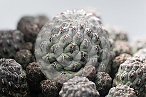 Macro photo of the cactus Rebutia canigueralli