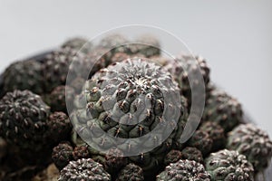 Macro photo of the cactus Rebutia canigueralli