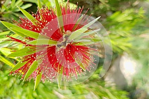 Macro photo of Callistemon lemon.