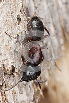 Macro photo of a Carpenter ant