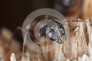 Macro photo of a Carpenter ant photo