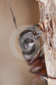 Macro photo of a Carpenter ant