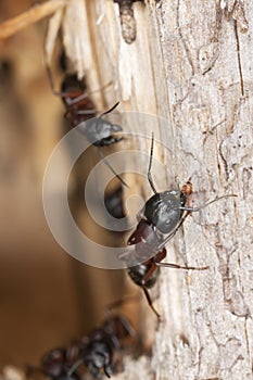 Macro photo of carpenter ants