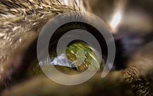 Macro photo of cat eye.