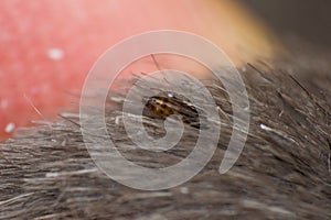 macro photo of a cat flea on skin surface