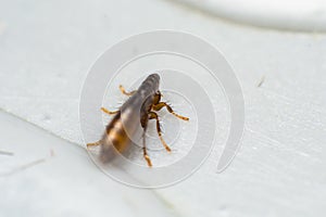 macro photo of a cat flea on skin surface