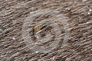 macro photo of a cat flea on skin surface
