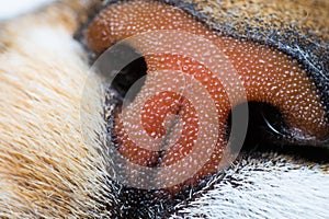 macro photo of a cat nose