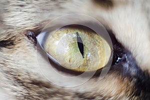 Macro photo of a cat`s eyes.