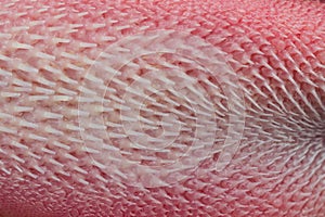 Macro photo of a cat tongue with papillae photo