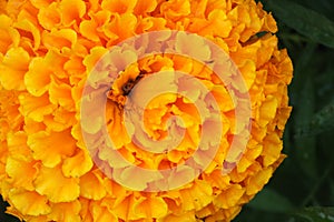 Macro photo of the center of a bright yellow-orange flower on a dark green background